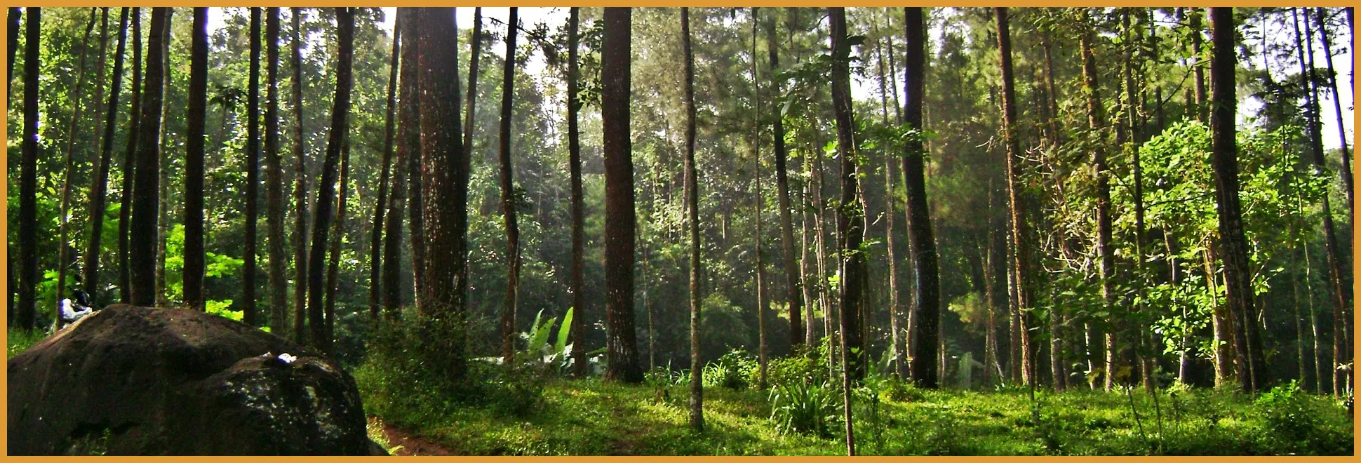 Ambil posisi di tengah jembatan kayu dengan teknik low-angle untuk memberikan kesan pohon pinus yang lebih menjulang dan megah sebagai latar belakang.
